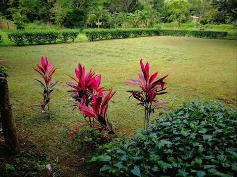 Imagen de Venta de Lotes y Terrenos en La ceiba - Orotina La Ceiba - ALAJUELA