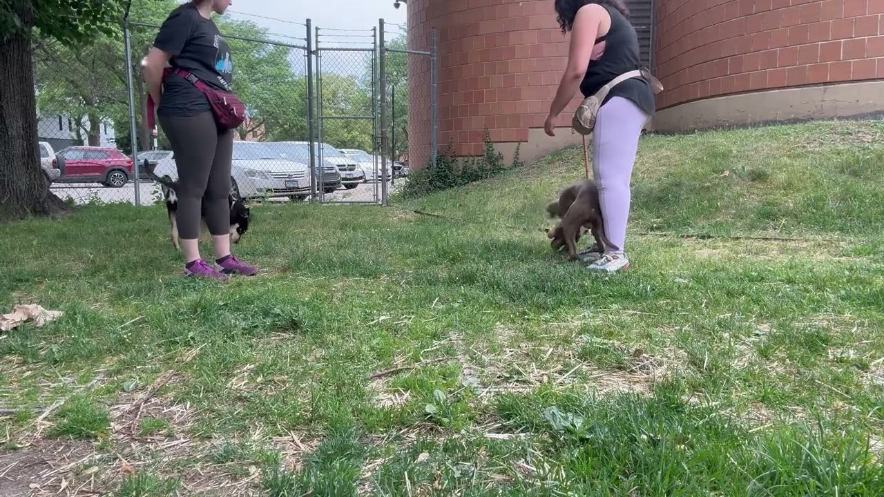 Video preview