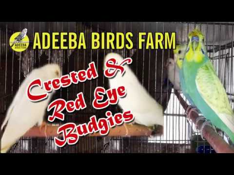 Adeeba birds farm & pets