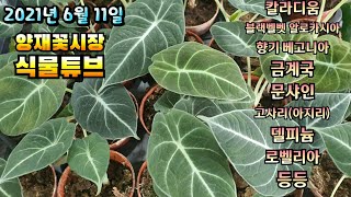 양재꽃시장 식물튜브 [칼라디움, 블랙 벨벳 알로카시아,미니 해배라기, 향기 베고니아, 델피늄, 금계국 등등]…