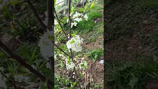 Frontier plum Good Flowering in 3rd Year of plantation