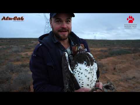 Conserving South Africa's "Electric" Eagles