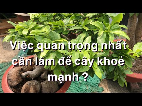 Vấn đề ưu tiên nhất cần làm để cây mai khoẻ mạnh là ? 21-2 âl nhuần