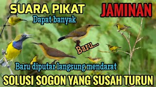 Download lagu Suara Pikat Sogon Paling Ampuh - Sogon liar langsung mendarat  mp3