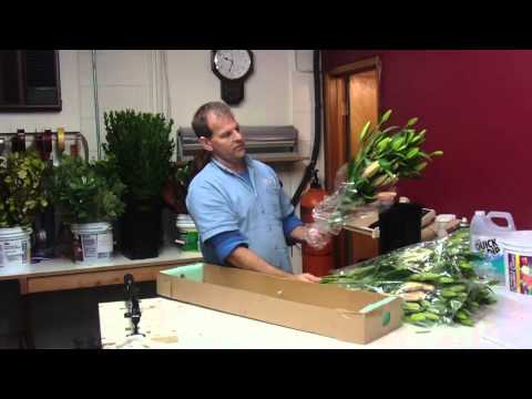 How To Prepare Lily Oriental Corvara from Costa Rica - lwflowers.com