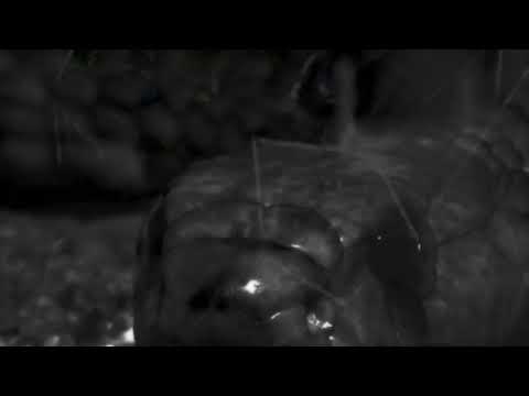 Mene und Tsorn - Perdido [Official Video]