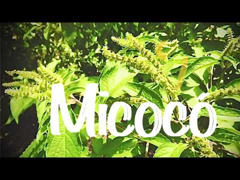 Alady Tanko - Micocó (adoço)
