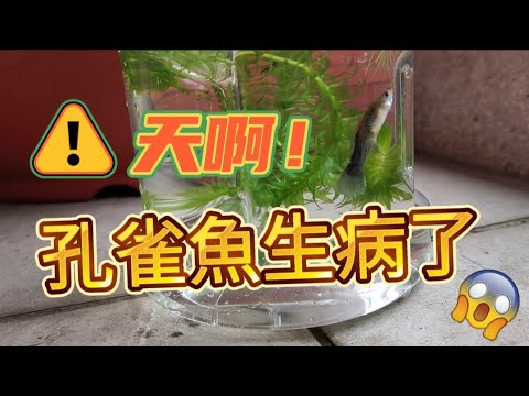 魚側遊