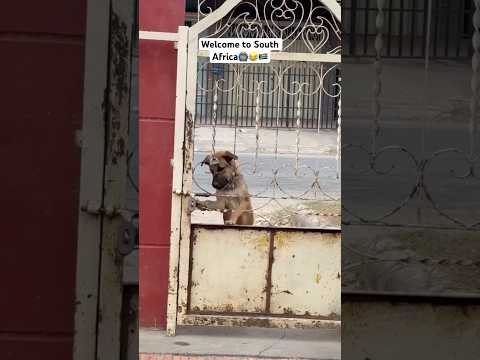 The last one🇿🇦😹 #babyboogyman