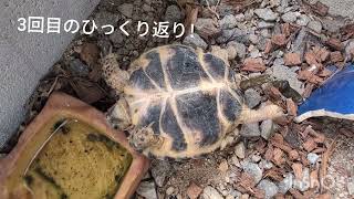 ロシアリクガメ野外飼育  ちょっとだけ閲覧注意！