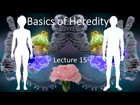 LECTURE 15: Mendelian Genetics: Basics of Heredity