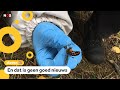 Deze wespensoort wordt steeds vaker gespot in Nederland
