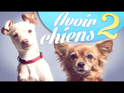 Avoir 2 chiens - Natoo