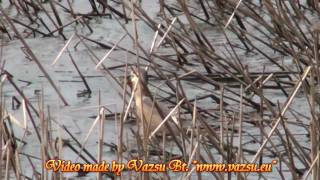 preview picture of video 'Tisza-tó Bakcsó Ebédel - Tisza-tó 2010 - Vazsu Bt. http://www.vazsu.eu'