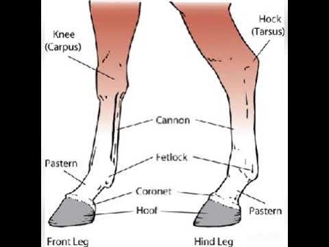 اجزاء جسم الحصان بالانجليزي Parts of a Horse