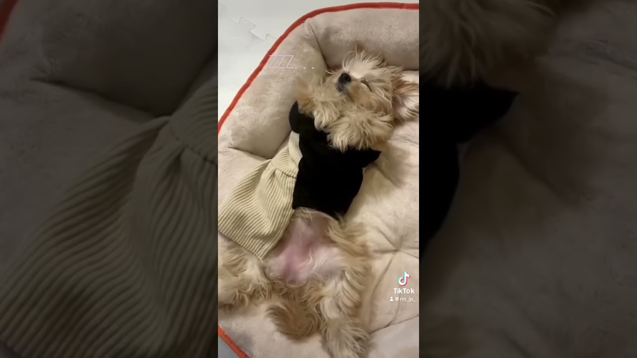 @rinda_latte_uyu #チワプー #犬のいる暮らし