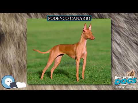 Podenco Canario 🐶🐾 Everything Dog Breeds 🐾🐶