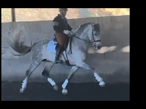 AVOR 2017 , PRE-Andalusian stallion , January 2026 video