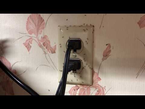 What is up with ants and electric outlets?