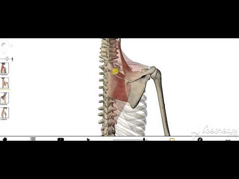 Levator scapula rhomboid muscles action 2