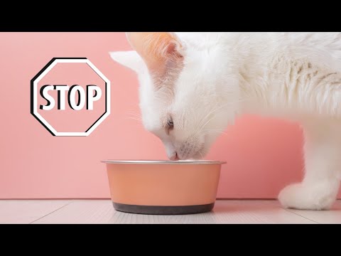 STOP USING THESE BOWLS (How to Prevent Whisker Fatigue)
