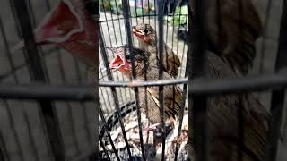Download lagu Anakan Burung Merbah Belukar mp3 Download lagu Anakan Burung Merbah Belukar mp3