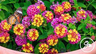 Brighten your garden with these 8 sensational summer flowers that thrive in containers. From fragrant geraniums to vibrant zinnias, these easy-care options are perfect for adding beauty to any space.