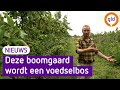 Deze boomgaard wordt een heus voedselbos: 'Levert veel meer op'