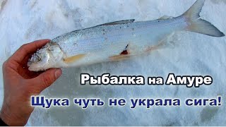 Рыбалка на пензенской протоке хабаровск