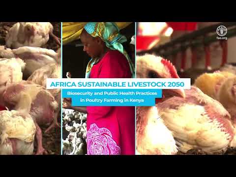 Africa Sustainable Livestock 2050: Biosafety and Public Health Practices in Poultry Farming in Kenya