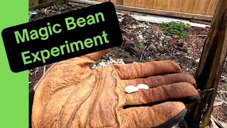 Magical Beans: Experimenting with Pole and Bush Bean Planting