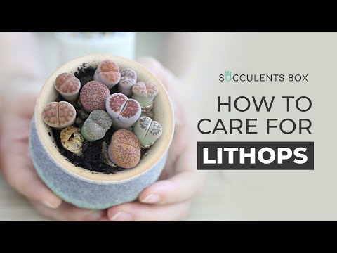 image-What are lithops used for?