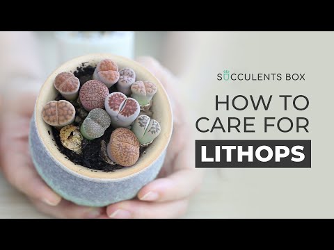 , title : 'BEST TIPS: HOW TO CARE FOR LITHOPS | LIVING STONES'