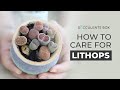 BEST TIPS: HOW TO CARE FOR LITHOPS | LIVING STONES