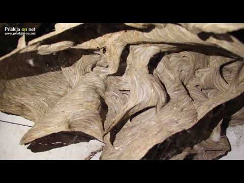 Veliko sršenje gnezdo