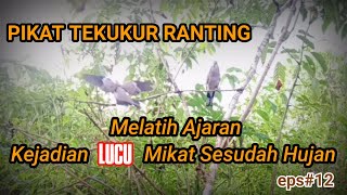 Download lagu PIKAT TEKUKUR RANTING.Melatih ajaran, kejadian lucu mikat sesudah hujan eps#12 mp3