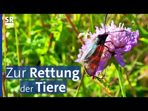 Natur- und Tierschutz auf saarländischen Feldern, Wiesen und Äckern | Saar Natur