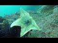 Bat Star Roombas