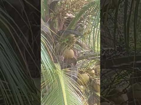 Loros Unguia Choco #reels #naturaleza #fypシ #fyp #shorts #short #viral #video #viralvideo #freefire