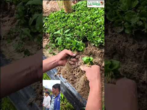 ☕El café, proyecto bandera de la Administración Municipal🌱