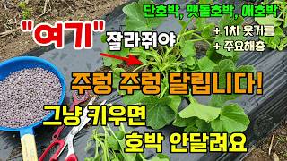 맷돌호박 애호박 단호박 호박순지르기 여기만 잘라주면 쉽고 많이 달려요 호박 웃거름 해충방 방제 #호박농사 #…