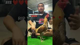 Download lagu Mangon Yokeree Chicken Mr Kowshem #yokere #mangon chicken #legendary chicken #alkaf champion #gre... mp3