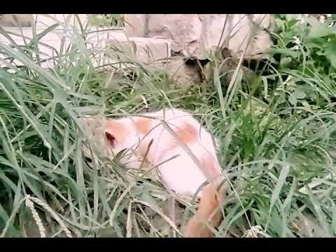 How cats wander and play