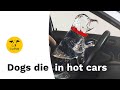 Dogs Die In Hot Cars | Dogs Trust