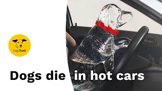 Dogs Die In Hot Cars | Dogs Trust