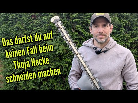 You must not do this when trimming a Thuja hedge!