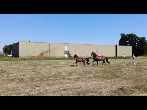 Solaire's Palette (Las Vegas x Apache)