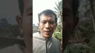 Download lagu jejak petir menyambar pohon kelapa  #tersambarpetir #halilintar mp3