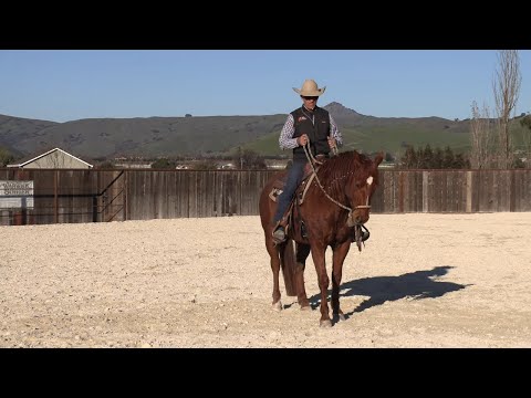The Benefits of Teaching a Horse to Back Up Well