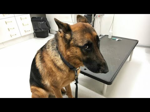 Le chien de police le plus courageux se rend chez le vétérinaire - drôle de réaction d'un chien